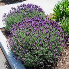 Karabaş Otu fidanı - Lavandula Stoechas 2 lt saksıda