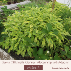 Salvia Officinalis İcterina - Alacalı Yapraklı Adaçayı 2 Litre Saksıda