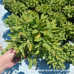 Salvia Officinalis İcterina - Alacalı Yapraklı Adaçayı 2 Litre Saksıda