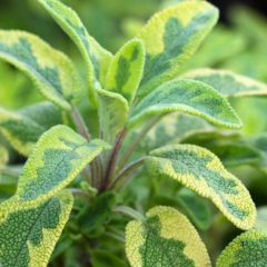 Salvia Officinalis İcterina - Alacalı Yapraklı Adaçayı 2 Litre Saksıda