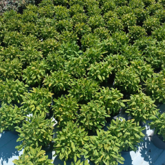 Salvia Officinalis İcterina - Alacalı Yapraklı Adaçayı 2 Litre Saksıda