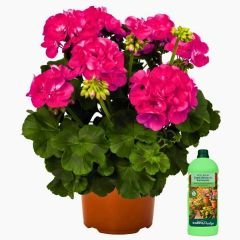 Genta Prestige Çiçekli Bitkiler ve Sardunyalar Sıvı Bitki Besini - 500 ml