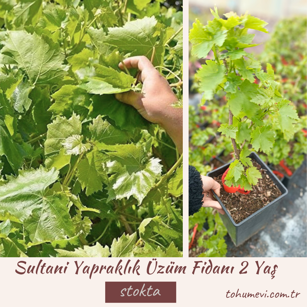 Sultani Yapraklık Üzüm Fidanı 2 Yaş