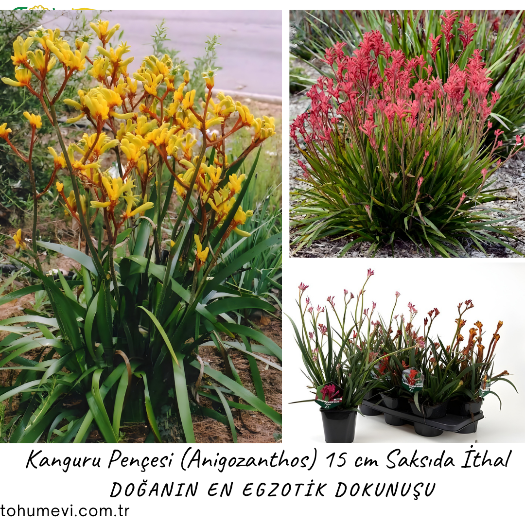Kanguru Pençesi (Anigozanthos) 15 cm Saksıda İthal