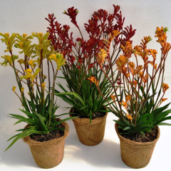 Kanguru Pençesi (Anigozanthos) 15 cm Saksıda İthal