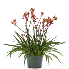 Kanguru Pençesi (Anigozanthos) 15 cm Saksıda İthal