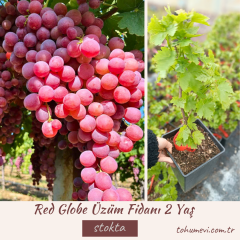 Red Globe Üzüm Fidanı 2 Yaş