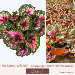 Rex Begonia ‘Cultorum’ – Rex Begonya Pembe/Yeşil Q12 Saksıda