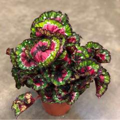 Rex Begonia ‘Cultorum’ – Rex Begonya Pembe/Yeşil Q12 Saksıda