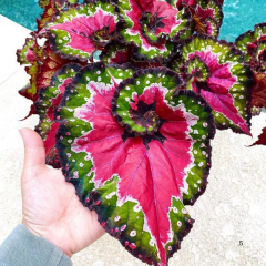 Rex Begonia ‘Cultorum’ – Rex Begonya Pembe/Yeşil Q12 Saksıda