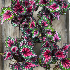 Rex Begonia ‘Cultorum’ – Rex Begonya Pembe/Yeşil Q12 Saksıda