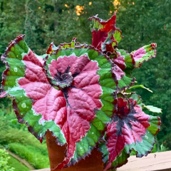 Rex Begonia ‘Cultorum’ – Rex Begonya Pembe/Yeşil Q12 Saksıda
