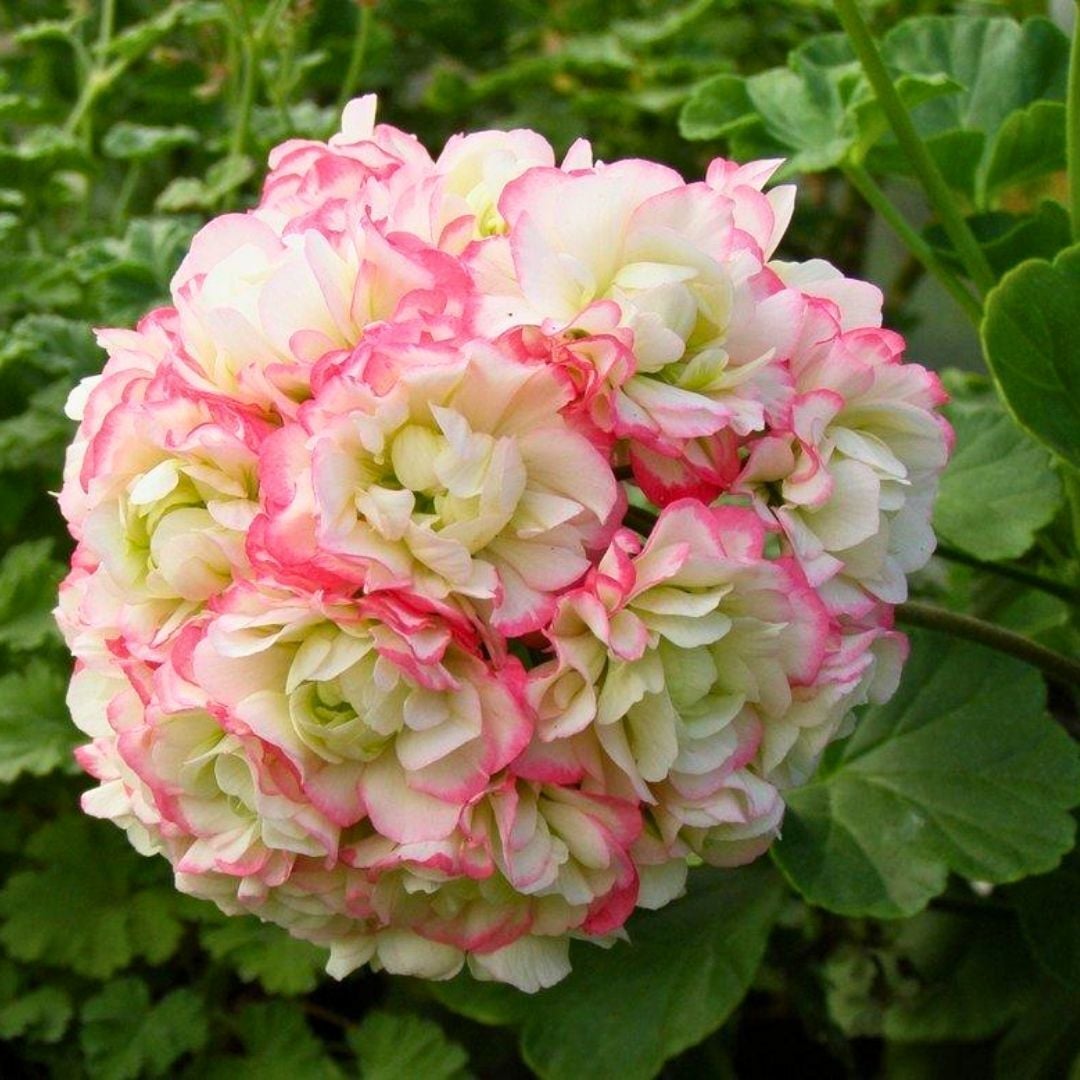 Gül Sardunya Çiçeği – Appleblossom 12 cm Saksıda