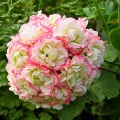 Gül Sardunya Çiçeği – Appleblossom 12 cm Saksıda