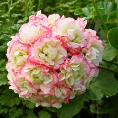 Gül Sardunya Çiçeği – Appleblossom 12 cm Saksıda