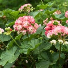 Gül Sardunya Çiçeği – Appleblossom 12 cm Saksıda