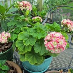 Gül Sardunya Çiçeği – Appleblossom 12 cm Saksıda