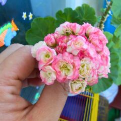 Gül Sardunya Çiçeği – Appleblossom 12 cm Saksıda