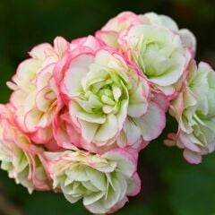 Gül Sardunya Çiçeği – Appleblossom 12 cm Saksıda