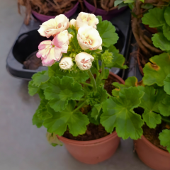 Gül Sardunya Çiçeği – Appleblossom 12 cm Saksıda