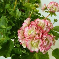 Gül Sardunya Çiçeği – Appleblossom 12 cm Saksıda