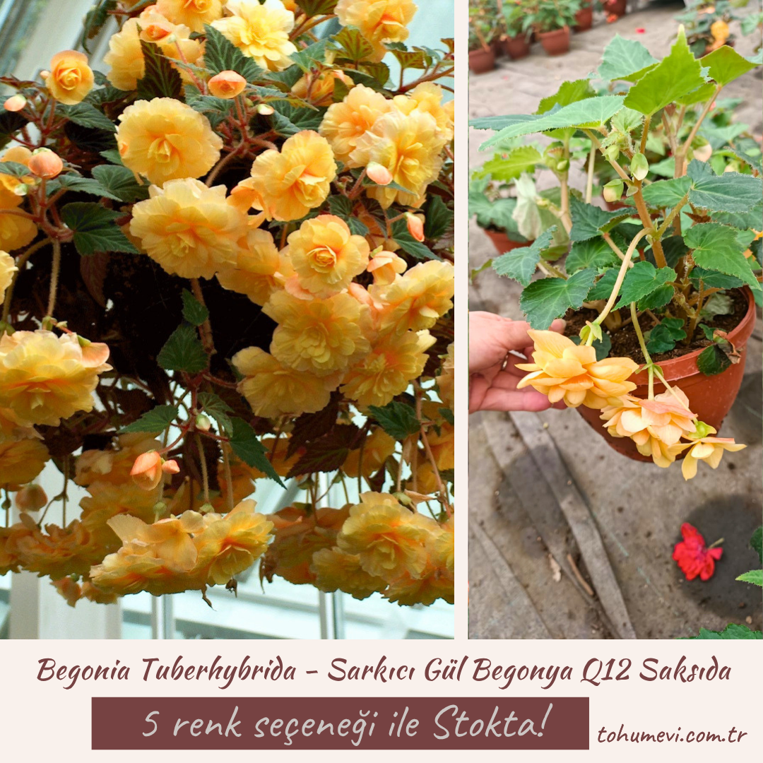 Begonia Tuberhybrida - Sarkıcı Gül Begonya Q12 Saksıda