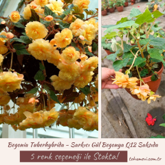 Begonia Tuberhybrida - Sarkıcı Gül Begonya Q12 Saksıda