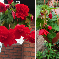 Begonia Tuberhybrida - Sarkıcı Gül Begonya Q12 Saksıda