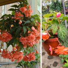 Begonia Tuberhybrida - Sarkıcı Gül Begonya Q12 Saksıda