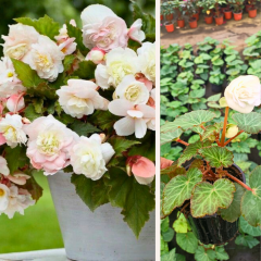 Begonia Tuberhybrida - Sarkıcı Gül Begonya Q12 Saksıda