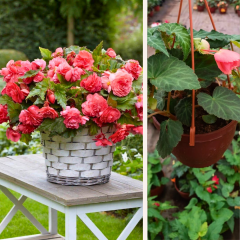 Begonia Tuberhybrida - Sarkıcı Gül Begonya Q12 Saksıda