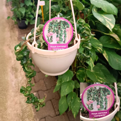 Mum Çiçeği Askılı Saksıda  - Bal Mumu Çiçeği - Hoya (Renk Seneği Mevcut)