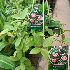 Mum Çiçeği Askılı Saksıda  - Bal Mumu Çiçeği - Hoya (Renk Seneği Mevcut)