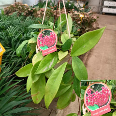 Mum Çiçeği Askılı Saksıda  - Bal Mumu Çiçeği - Hoya (Renk Seneği Mevcut)