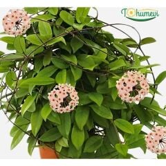 Mum Çiçeği Askılı Saksıda  - Bal Mumu Çiçeği - Hoya (Renk Seneği Mevcut)