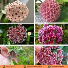 Mum Çiçeği Askılı Saksıda  - Bal Mumu Çiçeği - Hoya (Renk Seneği Mevcut)