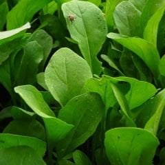 Geleneksel Roka Tohumu - Eruca Vesicaria