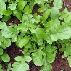 Geleneksel Roka Tohumu - Eruca Vesicaria