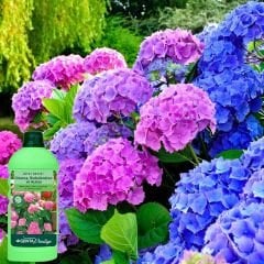 Genta Prestige Ortanca Rododendron ve Açelya Sıvı Bitki Besini -  500 ml