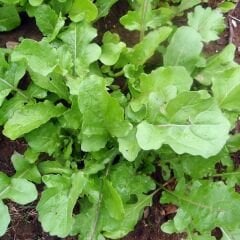 ﻿Geleneksel Roka Tohumu - Eruca Vesicaria