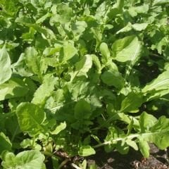 Geleneksel Roka Tohumu - Eruca Vesicaria