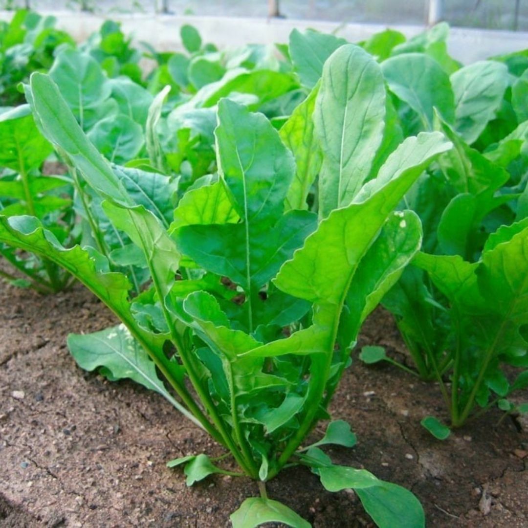 Geleneksel Roka Tohumu - Eruca Vesicaria