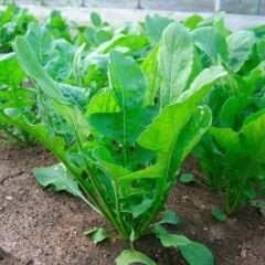 Geleneksel Roka Tohumu - Eruca Vesicaria