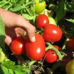 Rio Grande Geleneksel Domates Tohumu – İtalyan Domates