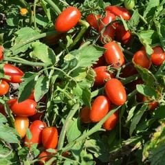 Rio Grande Geleneksel Domates Tohumu – İtalyan Domates