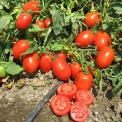 Rio Grande Geleneksel Domates Tohumu – İtalyan Domates