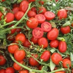 Rio Grande Geleneksel Domates Tohumu – İtalyan Domates