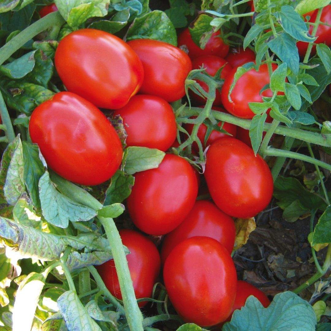 Rio Grande Geleneksel Domates Tohumu – İtalyan Domates