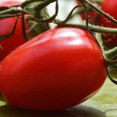 Rio Grande Geleneksel Domates Tohumu – İtalyan Domates