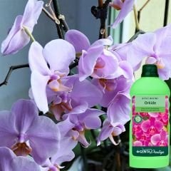 Genta Prestige Orkide Sıvı Bitki Besini -  500 ml